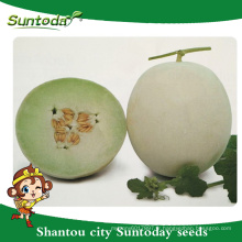 Suntoday blanc croûte de couleur jaune vert chair hybride végétale japonaise F1 graines de melon graines de haute saison à vendre (18015)